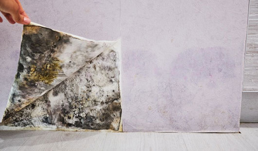 Mold-Removal