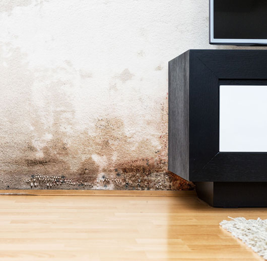 Mold-Removal